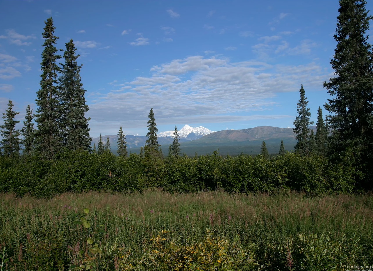 5 причин стать посетителем «BORODACH»